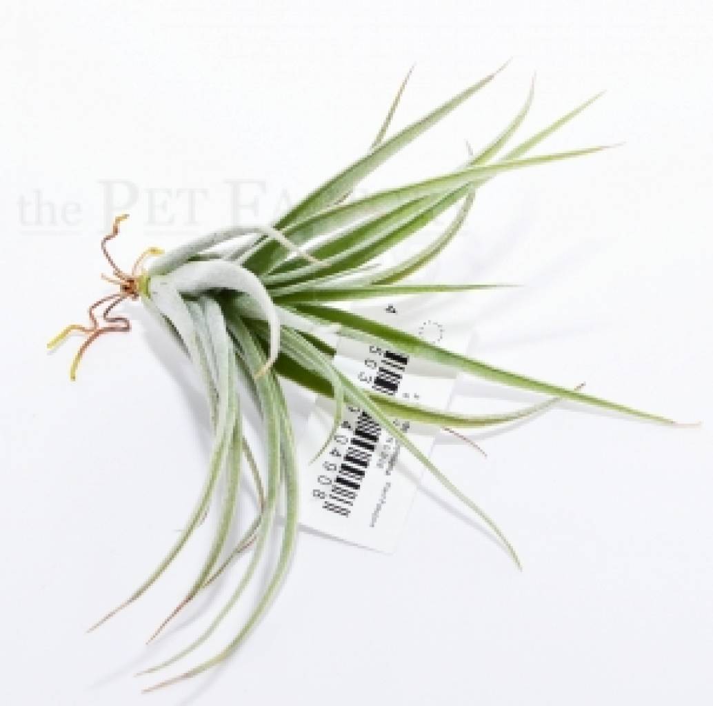 Tillandsia pohliana